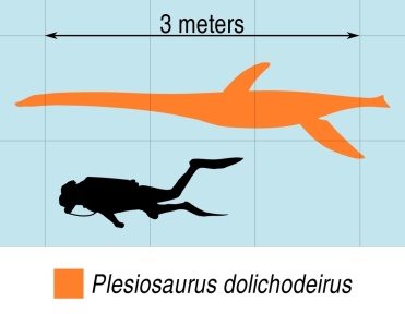 † Plesiosaurus dolichodeirus (vor etwa 201,3 bis 190,8 Millionen Jahren)