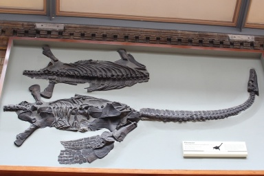 † Attenborosaurus conybeari (vor etwa 201,3 bis 174,1 Millionen Jahren)