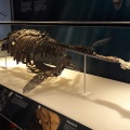 † Pachycostasaurus dawni (vor etwa 174,1 bis 163,5 Millionen Jahren)