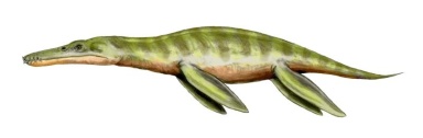 † Liopleurodon ferox (vor etwa 166,1 bis 163,5 Millionen Jahren)