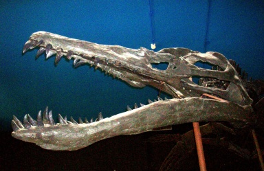 † Liopleurodon ferox (vor etwa 166,1 bis 163,5 Millionen Jahren)