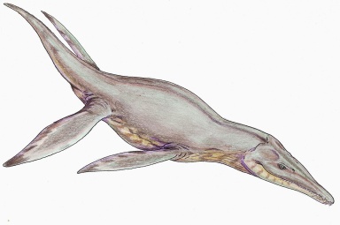 † Pliosaurus brachydeirus (vor etwa 166,1 bis 152,1 Millionen Jahren)