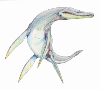 † Atychodracon megacephalus (vor etwa 208,5 bis 199,3 Millionen Jahren)