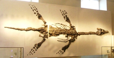 † Atychodracon megacephalus (vor etwa 208,5 bis 199,3 Millionen Jahren)