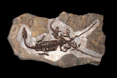 † Serpianosaurus mirigiolensis (vor etwa 247,2 bis 235 Millionen Jahren)