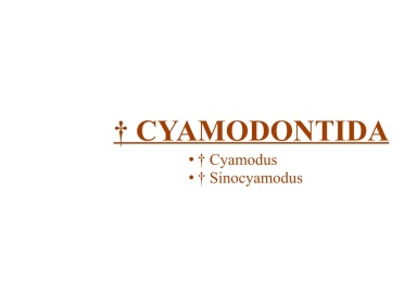 † Cyamodontida