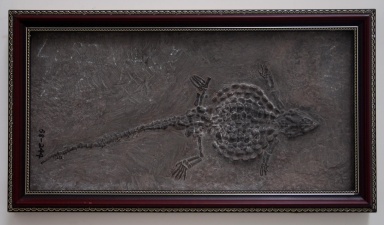 † Sinocyamodus xinpuensis (vor etwa 235 bis 228 Millionen Jahren)