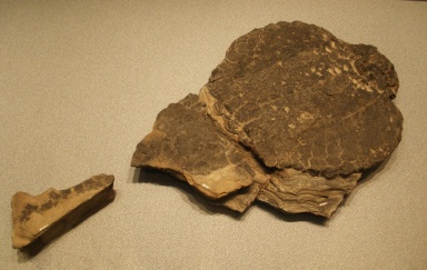 † Psephoderma alpinum (vor etwa 228 bis 201,3 Millionen Jahren)