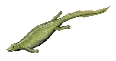 † Paraplacodus broilli (vor etwa 247,2 bis 235 Millionen Jahren)