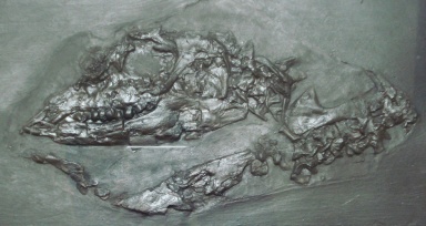† Paraplacodus broilli (vor etwa 247,2 bis 235 Millionen Jahren)