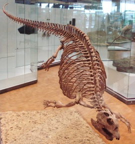† Placodus gigas (vor etwa 247,2 bis 235 Millionen Jahren)