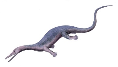† Askeptosaurus italicus (vor etwa 242 bis 228 Millionen Jahren)