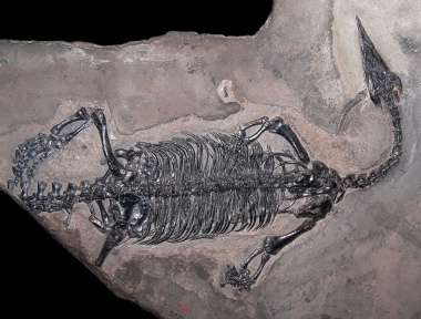 † Endennasaurus acutirostris (vor etwa 235 bis 201,3 Millionen Jahren)