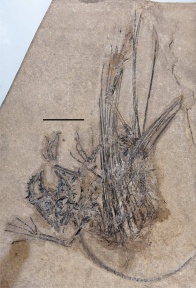 † Weigeltisaurus jaekeli (vor etwa 259,9 bis 251,9 Millionen Jahren)