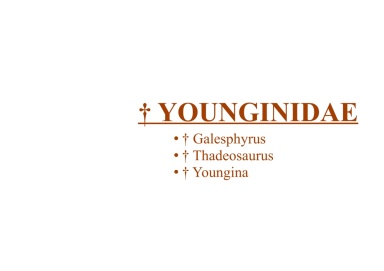 † Younginidae