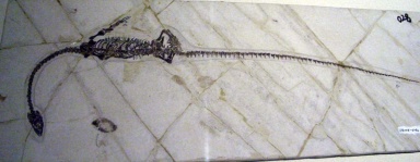 † Hyphalosaurus baitaigouensis (vor etwa 145 bis 100,5 Millionen Jahren)