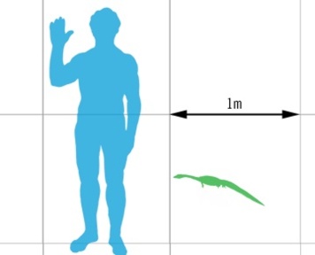 † Hyphalosaurus lingyuanensis (vor etwa 145 bis 100,5 Millionen Jahren)