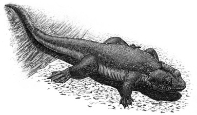 † Monjurosuchus splendens (vor etwa 133,9 bis 112,9 Millionen Jahren)