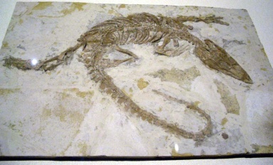 † Monjurosuchus splendens (vor etwa 133,9 bis 112,9 Millionen Jahren)