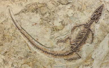 † Philydrosaurus proseilus (vor etwa 126,3 bis 112,9 Millionen Jahren)