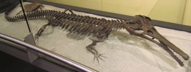 † Champsosaurus natator (vor etwa 83,6 bis 23,03 Millionen Jahren)