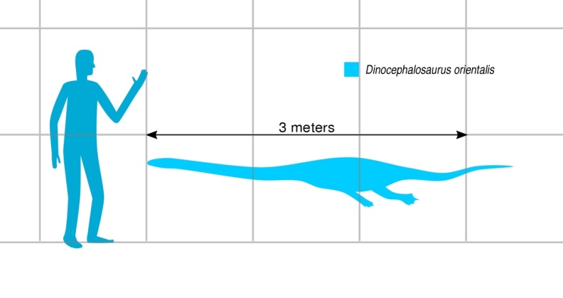 33750.17.1..Dinocephalosaurusorientalis_3.jpg