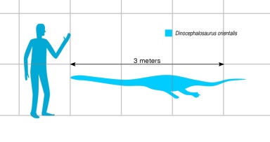 † Dinocephalosaurus orientalis (vor etwa 247,2 bis 242 Millionen Jahren)