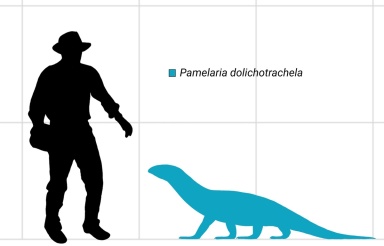 † Pamelaria dolichotrachela (vor etwa 247,2 bis 235 Millionen Jahren)