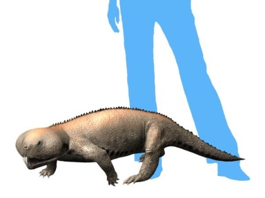 † Hyperodapedon sanjuanensis (vor etwa 235 bis 228 Millionen Jahren)