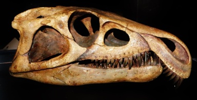 † Archosaurus rossicus (vor etwa 259,9 bis 251,9 Millionen Jahren)