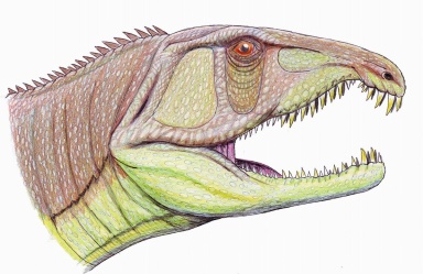 † Sarmatosuchus otschevi (vor etwa 247,2 bis 242 Millionen Jahren)