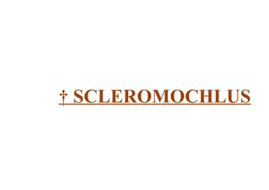 † Scleromochlus