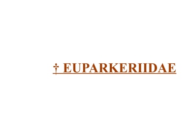 † Euparkeriidae