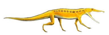 † Chanaresuchus bonapartei (vor etwa 247,2 bis 235 Millionen Jahren)
