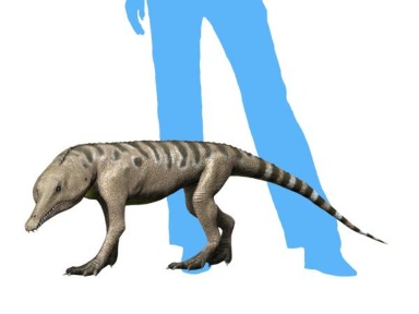 † Pseudochampsa ischigualastensis (vor etwa 235 bis 228 Millionen Jahren)