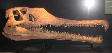 † Angistorhinus grandis (vor etwa 235 bis 201,3 Millionen Jahren)