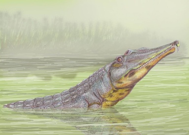 † Machaeroprosopus validus (vor etwa 228 bis 208,5 Millionen Jahren)