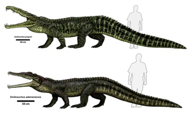 † Smilosuchus sp. (vor etwa 235 bis 201,3 Millionen Jahren)