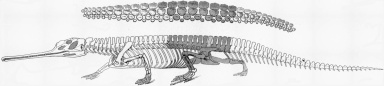 † Rutiodon carolinensis (vor etwa 235 bis 228 Millionen Jahren)