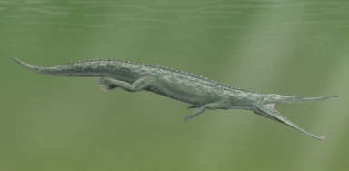 † Paleorhinus arenaceus (vor etwa 235 bis 228 Millionen Jahren)