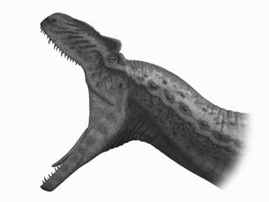 † Allosaurus fragilis (vor etwa 157,3 bis 145 Millionen Jahren)