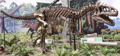 † Allosaurus fragilis (vor etwa 157,3 bis 145 Millionen Jahren)
