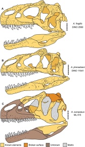 † Allosaurus sp. (vor etwa 157,3 bis 145 Millionen Jahren)