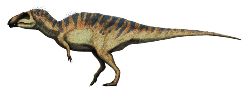 33820.1.1.1.2.1.1..Acrocanthosaurusatokensis_1.jpg