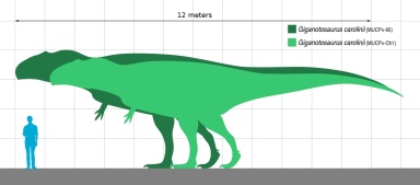 † Giganotosaurus carolinii (vor etwa 100,5 bis 93,9 Millionen Jahren)