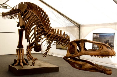 † Tyrannotitan chubutensis (vor etwa 126,3 bis 112,9 Millionen Jahren)