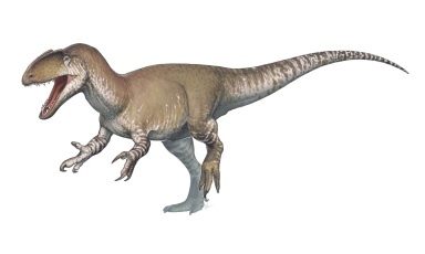 † Neovenator salerii (vor etwa 133,9 bis 126,3 Millionen Jahren)