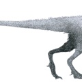 † Juravenator starki (vor etwa 152,1 bis 145 Millionen Jahren)