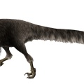 † Ornitholestes hermanni (vor etwa 157,3 bis 152,1 Millionen Jahren)