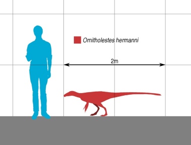 † Ornitholestes hermanni (vor etwa 157,3 bis 152,1 Millionen Jahren)